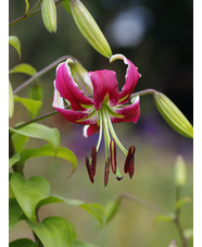 Lilium speciosum var. rubrum