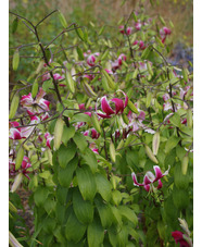 Lilium speciosum var. rubrum