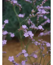 Limonium bellidifolium