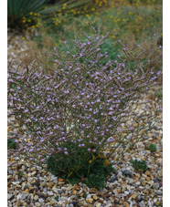 Limonium bellidifolium