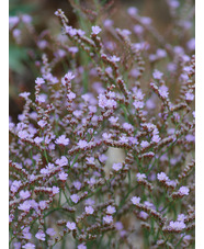 Limonium bellidifolium