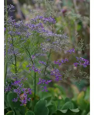 Limonium platyphyllum 'Violetta'