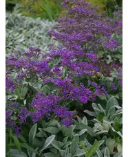 Limonium platyphyllum 'Violetta'