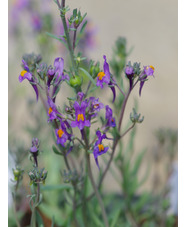 Linaria alpina