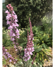 Linaria purpurea 'Canon Went'