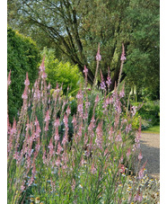 Linaria purpurea 'Canon Went'