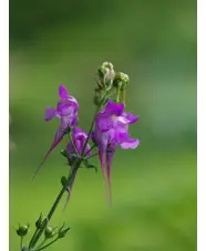 Linaria triornithophora