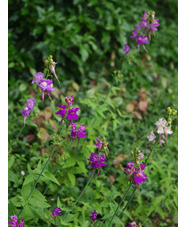 Linaria triornithophora