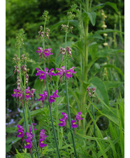 Linaria triornithophora