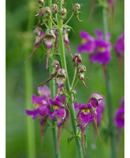 Linaria triornithophora