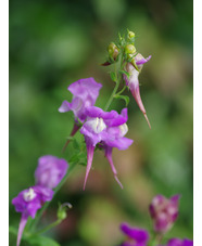 Linaria triornithophora