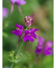 Linaria triornithophora