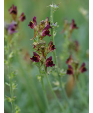 Linaria tristis