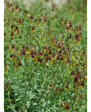 Linaria tristis