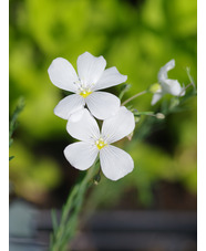 Linum perenne 'Album'