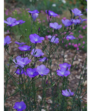 Linum perenne