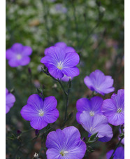 Linum perenne