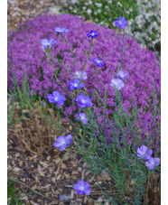 Linum perenne