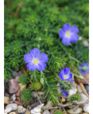 Linum perenne subsp. alpinum 'Alice Blue'