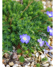 Linum perenne subsp. alpinum 'Alice Blue'