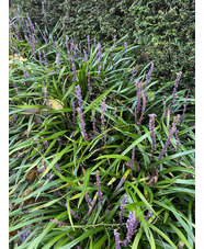 Liriope muscari