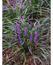 Liriope muscari
