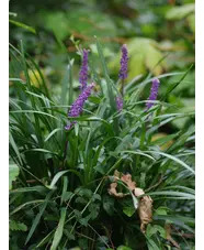 Liriope muscari
