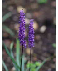 Liriope muscari