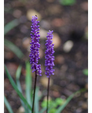 Liriope muscari