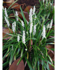 Liriope muscari 'Monroe White'