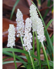 Liriope muscari 'Monroe White'