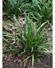 Liriope muscari 'Samantha' 