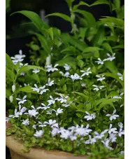 Lobelia angulata 'Treadwellii'