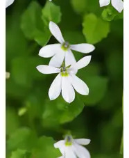 Lobelia angulata 'Treadwellii'