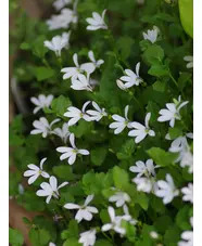 Lobelia angulata 'Treadwellii'