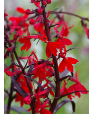 Lobelia cardinalis 'Queen Victoria'