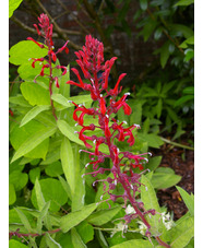 Lobelia tupa