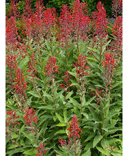 Lobelia tupa