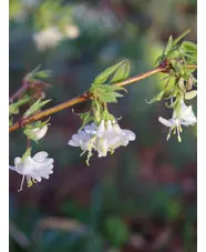 Lonicera × purpusii