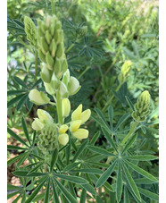 Lupinus arboreus (lemon form)