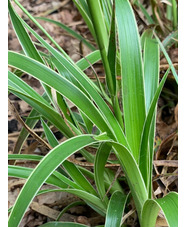 Luzula sylvatica 'Marginata'