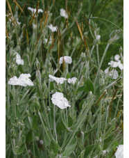 Silene coronaria 'Alba'