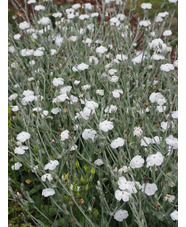 Silene coronaria 'Alba'