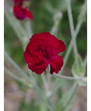 Silene coronaria [Gardeners' World] ('Blych') 