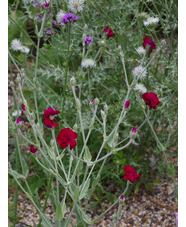 Silene coronaria [Gardeners' World] ('Blych') 