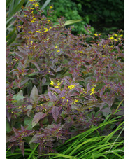 Lysimachia ciliata 'Firecracker'