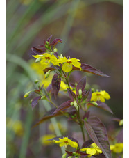 Lysimachia ciliata 'Firecracker'