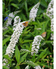 Lysimachia clethroides