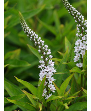 Lysimachia clethroides