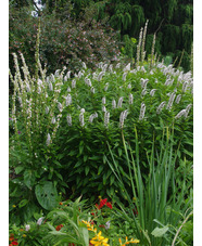 Lysimachia clethroides